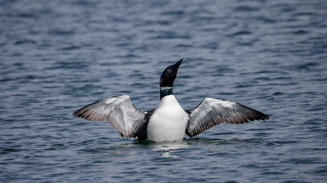 Common loon with wings spread wide, stretching and preening in calm blue water