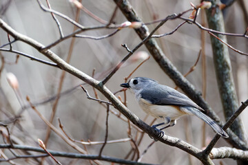 Obraz premium Tufted titmouse perched on a bare tree branch in soft natural light