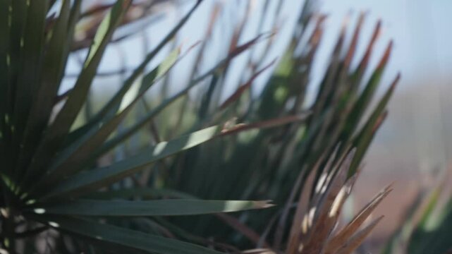 palm leaves swaying in the wind. Mediterranean lifestyle