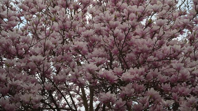 Abundant pink magnolia blossoms fill the frame against a bright sky