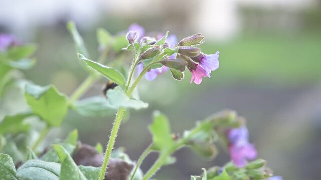 Close-up of delicate purple and pink flowers blooming in soft natural light