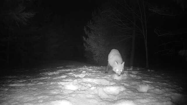 Black and white infrared footage of a red fox peacefully scavenging on snow during a winter night. The animal feeds before disappearing into the forest darkness. Authentic wildlife behavior.