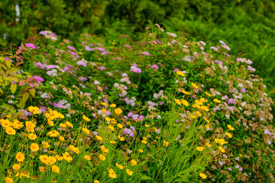 Yellow and purple flowers in a green field. Yellow Caryopsis flowers and purple flowers in a field.