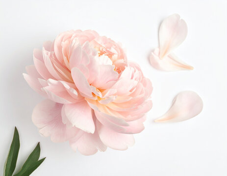 Blush pink peony flower bloom with delicate scattered petals on a pristine white background, a serene and elegant floral concept