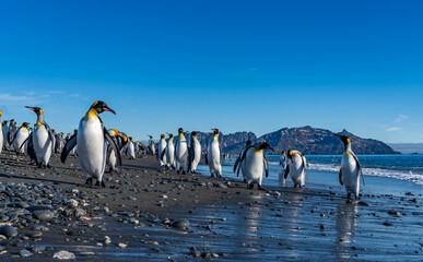 Obraz premium The King Penguin Colony at Salisbury Plain, South Georgia