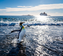 Obraz premium The King Penguin Colony at Salisbury Plain, South Georgia