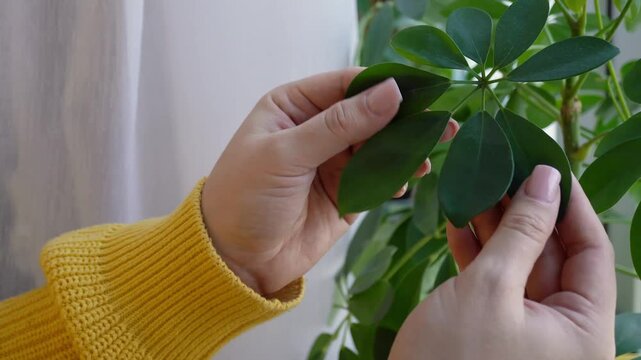 Close-up of hands caring for a houseplant Schefflera,