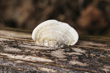 White bracket fungus growing on fallen tree trunk. Forest nature detail. Wild mushroom on wood texture. Natural decay process and ecosystem concept in woodland environment. © Paweł Michałowski