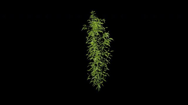 Bamboo plant swaying in wind close up isolated on transparent background with alpha channel 4K