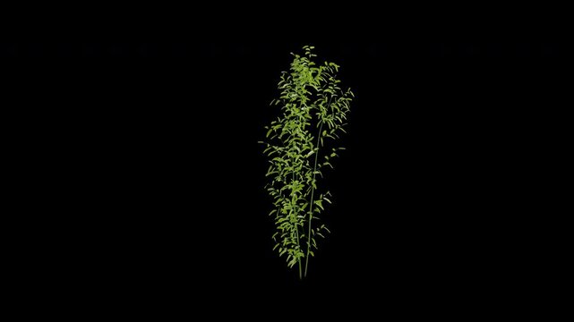 Bamboo plant swaying in wind close up isolated on transparent background with alpha channel 4K