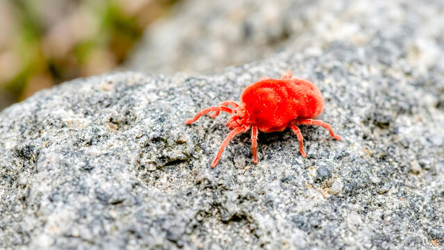 Tiny red velvet mite crawling on a rock