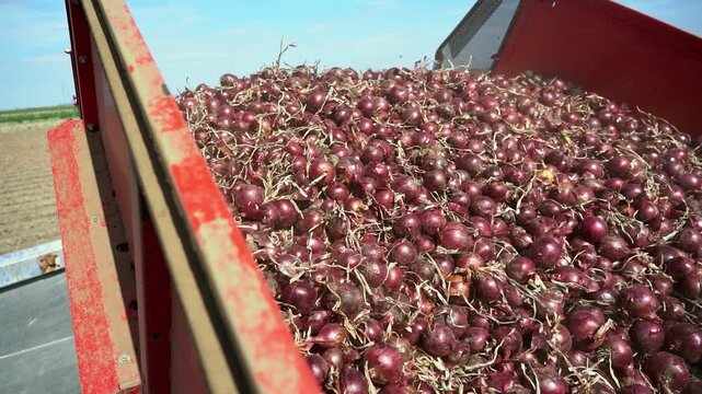 Onion Harvester Unloading Red Onions into a Truck Trailer. A massive quantity of red onions rolling down the conveyor belt into a truck. Search ONIONPROD2025 for more clips.