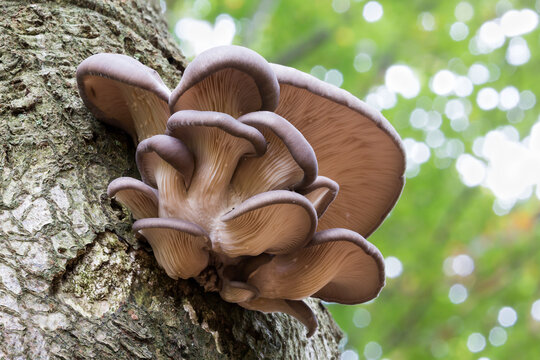Oyster mushroom (Pleurotus ostreatus) in the Netherlands