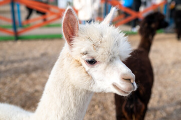 Fototapeta premium Close-up Profile Portrait of a Fluffy White Alpaca in an Outdoor Animal Farm