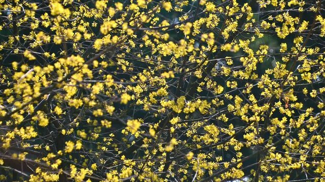 Yellow blossoms swaying on leafless branches in spring woodland. Cornelian cherry