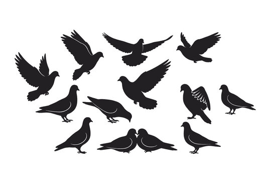 Pigeon and dove silhouettes collection in various flying and standing poses