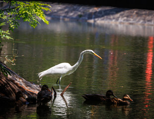 Obraz premium A snowy egret (Egretta thula)