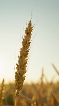 Golden wheat ear sways in a field, dolly-in from low-angle wide video to ecu, golden hour light, creamy bokeh, blurred sunlit sky. Concept of sustainable growth and abundance