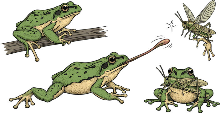 Vintage Hand Sketched Frog Predation Vector Set Featuring Frog Perched on Branch Lunging with Tongue and Catching Grasshopper for Nature Education and Biology Graphic Designs