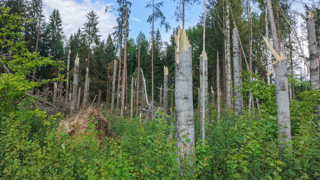 Trees broken by hurricane winds.