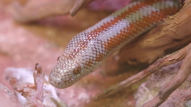 Colorful snake with intricate scales emerges from hiding, showcasing its vibrant patterns and textures in a natural habitat with branches and substrate visible
