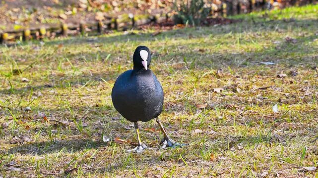 Coot walking and foraging on grassy park lawn in daylight