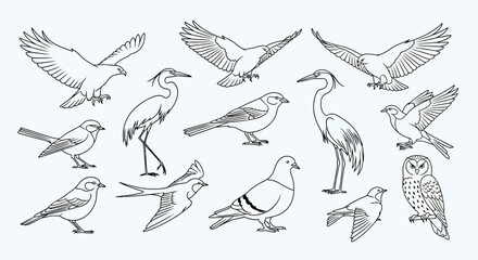 Fototapeta premium Diverse bird set in hand-drawn line art style. Collection of various flying and perching bird sketches, black and white outlines.