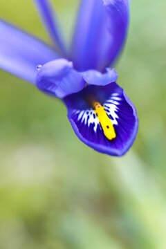 reticulated iris vertically, blue-yellow flower with water droplets in the meadow, an eye-catcher on the lawn, lilac-blue flower with yellow and white speckles, Iris reticulata upright