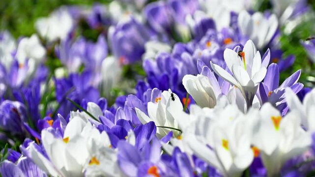 Crocus flowers with bee visiting spring garden bed outdoors