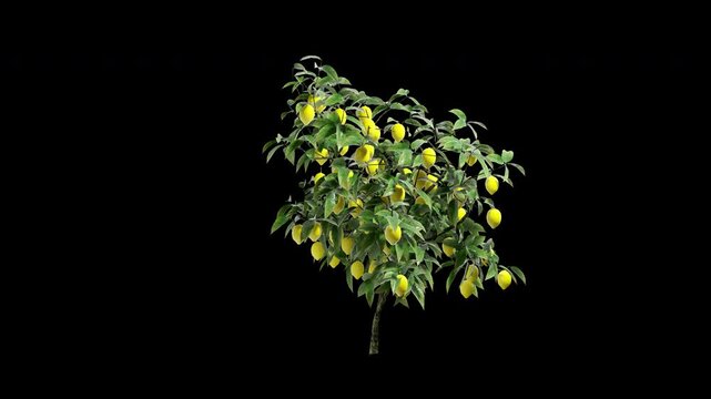 Lemon Tree swaying in wind close up transparent background 4K