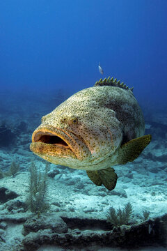 Closeup portrait of a Goliath Grouper, Epinephelus itajara,