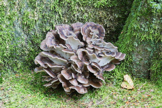 Hen of the woods mushroom (grifola frondosa) in the Netherlands