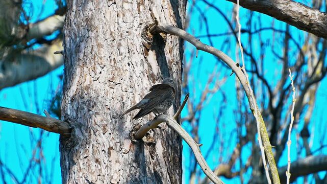 The fieldfare sits on a branch and preens its feathers.