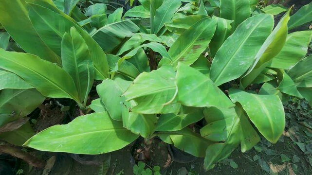 Young banana tree plants growing in a nursery