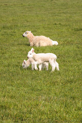 Baby Sheep and family in grassland, Mendip Hills National Landscape, Somerset England