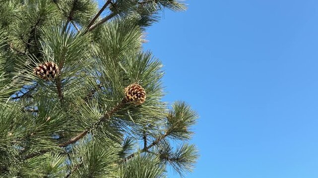 Pine cones on a pine tree against blue sky.