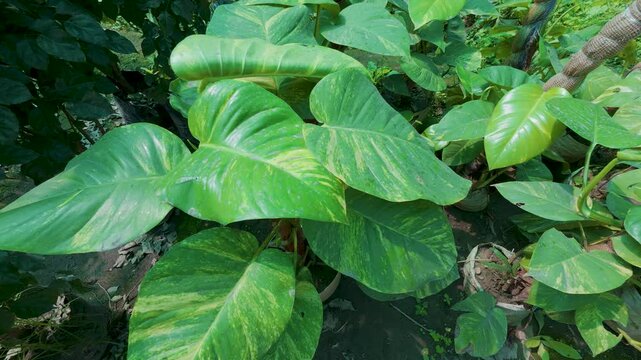 Golden pothos plant with variegated leaves growing
