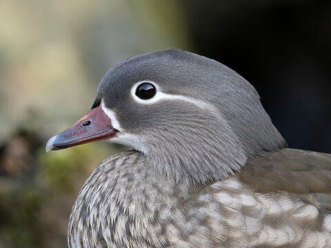Mandarin duck, Aix galericulata