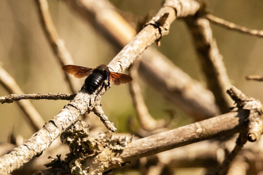 En una rama de un pino seco una Abeja carpintera o abejorro carpintero "abejorro negro"