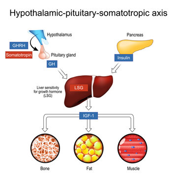 Hypothalamus, Pituitary gland, liver, pancreas and growth hormone