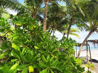 Fototapeta premium Green palm trees and other plants on tropical beach, closeup