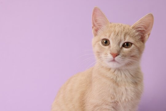 Adorable ginger cat on violet background, space for text