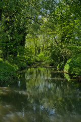 Fototapeta premium Creek through a green summer forest in Bourgoyen nature reserve, Ghent, Flanders, Belgium 