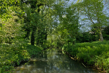 Fototapeta premium Creek through a green summer forest in Bourgoyen nature reserve, Ghent, Flanders, Belgium 