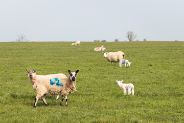Baby Sheep and family in grassland, Mendip Hills National Landscape, Somerset England