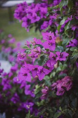 Fototapeta premium pink flowers in the garden