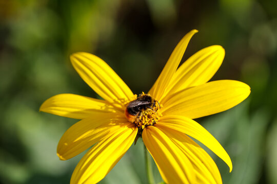 Eine Biene beim Pollensammeln.

