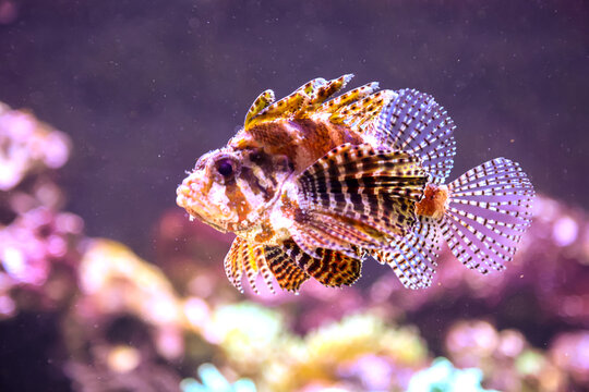 Portrait eine Feuerfisch.
