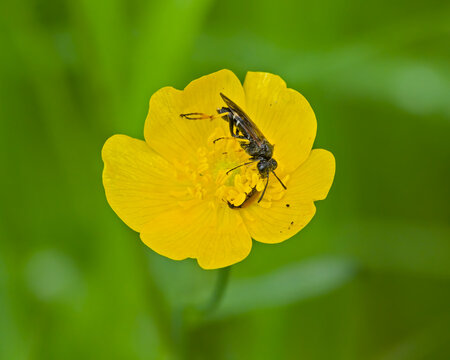  Closeup of a snakefly on a buttercup flower - Xanthostigma 