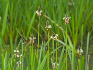 green and white flowers of ribwort plantain - Plantago lanceolata © Kristof Lauwers